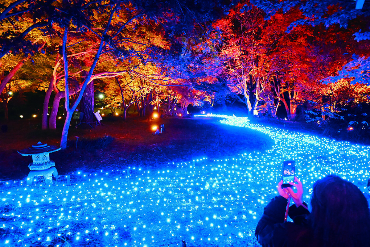 森林公園で紅葉と光の競演 大妻嵐山中高美術部のあんどんも | 埼玉新聞